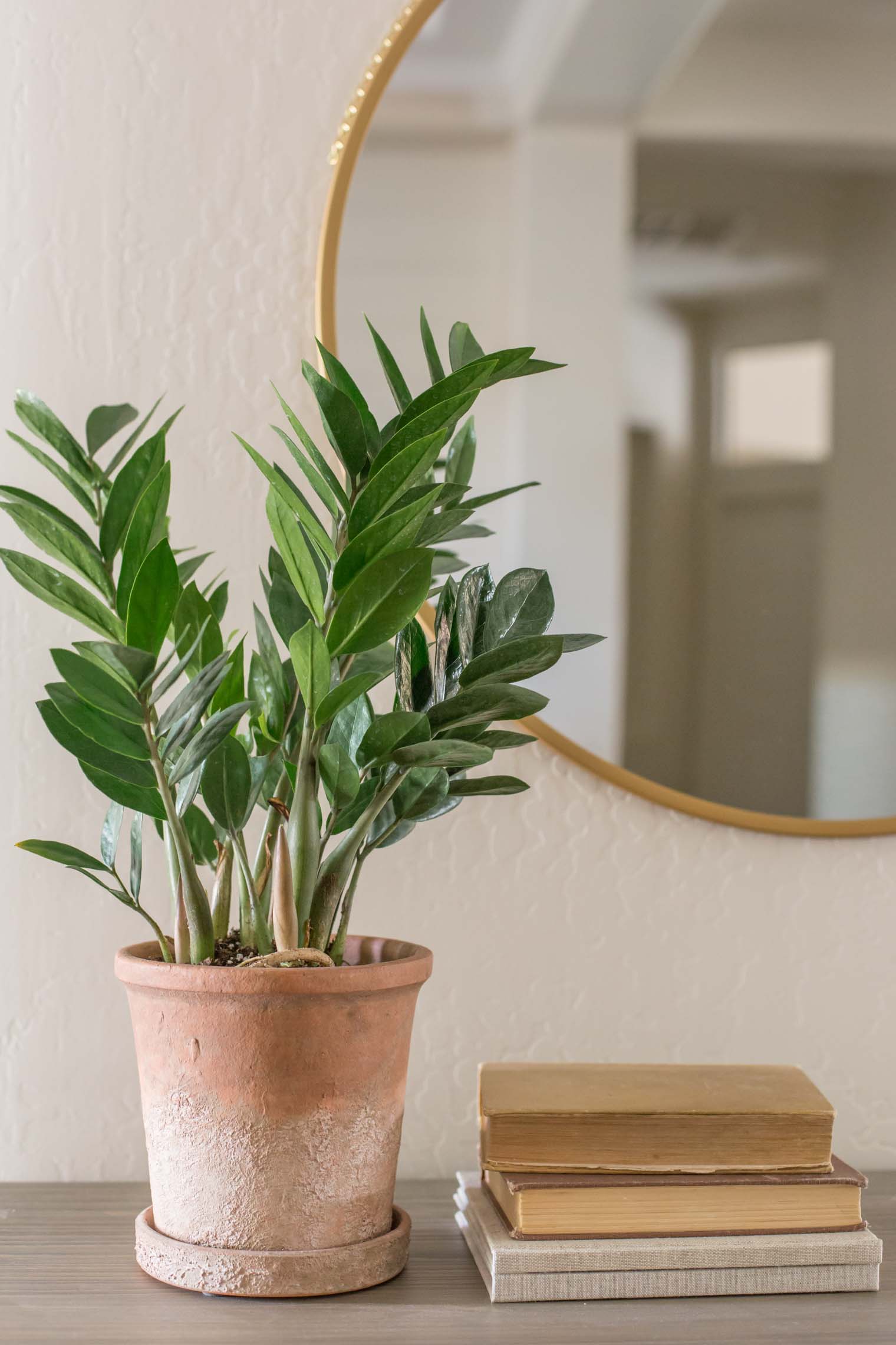 Three Easy Care Houseplants Made To Be Lovely easy-houseplants-for-beginners-youtube