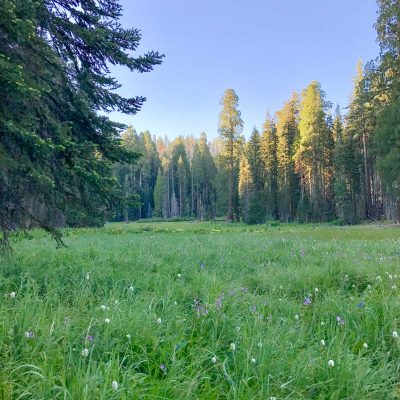 What to do in Sequoia National Park