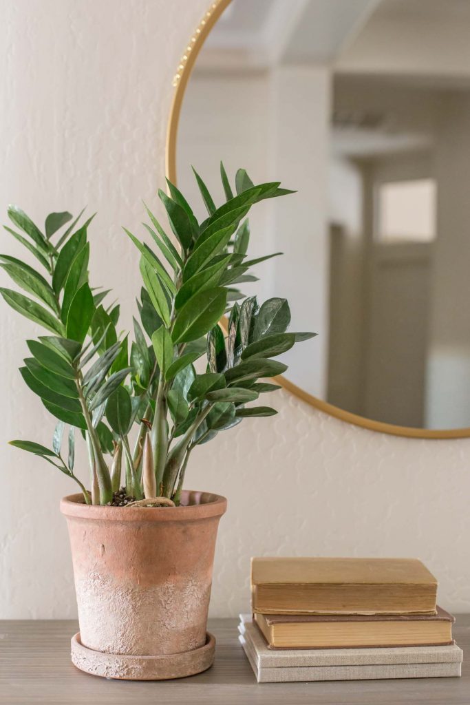 Three Easy Care Houseplants - Made To Be Lovely